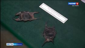Что такое кошелек русалки в Глобус